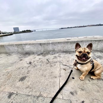 Fenway's Runway - Seaport Village dog training - Dog Walkers Near Me Fenway's Runway - Seaport Village dog training - Dog Walkers Near Me