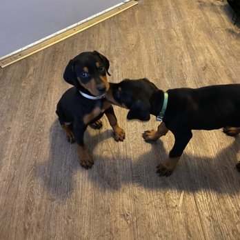 Happy Tails Travel - First Hotel stay with Ruben :) - Travel Services Near Me Happy Tails Travel - First Hotel stay with Ruben :) - Travel Services Near Me