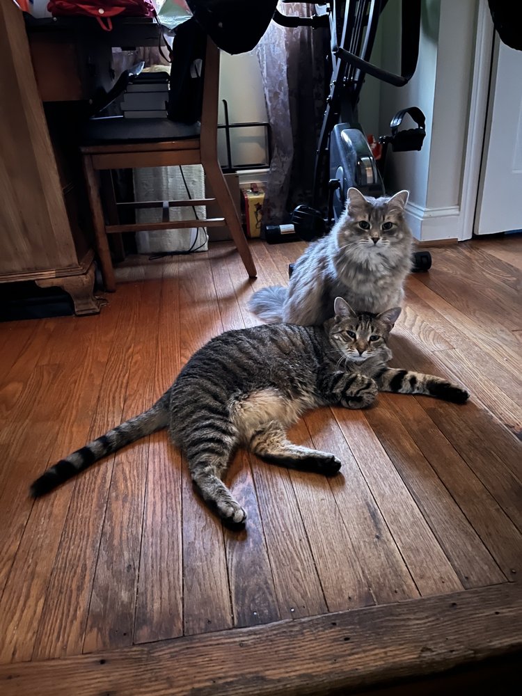 ACADEMY ANIMAL HOSPITAL Updated August 2024 17 Photos & 27 Reviews