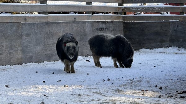 Large Animal Research Station by null
