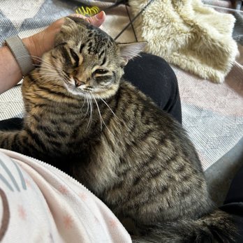 Cat Therapy - Pet Adoption Near Me - Santa Barbara, California Cat Therapy - Pet Adoption Near Me - Santa Barbara, California