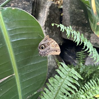 Niagara Parks Butterfly Conservatory - Zoos Near Me - Niagara Falls, Ontario