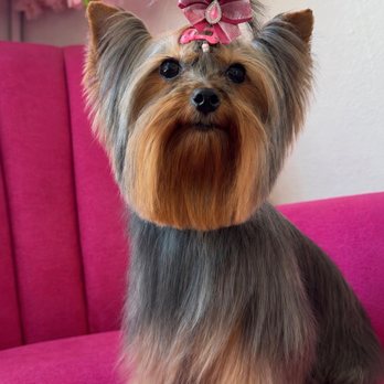 Pet Glam Spa - Yorkie love - Pet Groomers Near Me - Tampa, Florida Pet Glam Spa - Yorkie love - Pet Groomers Near Me - Tampa, Florida