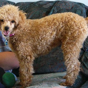 Pets at Rest - Peaches in 2006 - Veterinarians Near Me Pets at Rest - Peaches in 2006 - Veterinarians Near Me