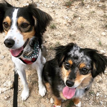 Karma Dog Training - Pet Training Near Me - Washington, DC, District of Columbia Karma Dog Training - Pet Training Near Me - Washington, DC, District of Columbia