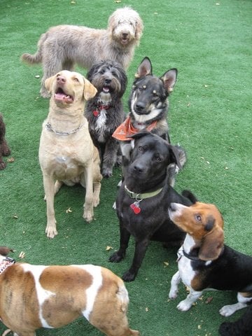 dog training etobicoke