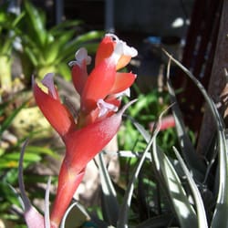Culver City Garden Club