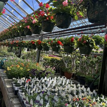 Bemis Upland Springs Floral - Greenhouse - Florists Near Me - Adell, Wisconsin Bemis Upland Springs Floral - Greenhouse - Florists Near Me - Adell, Wisconsin
