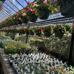 Bemis Upland Springs Floral - Greenhouse