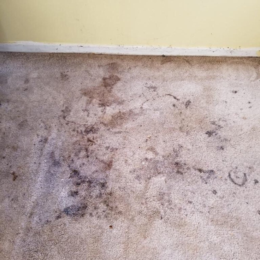 Brodine Steam Cleaning - Before Brodine Steam cleaning - Carpet Cleaning Near Me - Redondo Beach, California Brodine Steam Cleaning - Before Brodine Steam cleaning - Carpet Cleaning Near Me - Redondo Beach, California