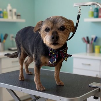 Doggizona Mobile Grooming - Pet Groomers Near Me - Mesa, Arizona Doggizona Mobile Grooming - Pet Groomers Near Me - Mesa, Arizona