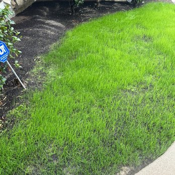MC Tree Experts - After - Tree Services Near Me