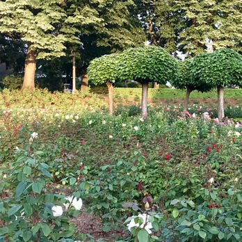 Peninsula Park - Rose garden - Parks Near Me - Portland, Oregon Peninsula Park - Rose garden - Parks Near Me - Portland, Oregon