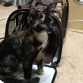 Southeast Area Animal Control Authority - Our new family member Star. - Animal Shelters Near Me - Downey, California Southeast Area Animal Control Authority - Our new family member Star. - Animal Shelters Near Me - Downey, California