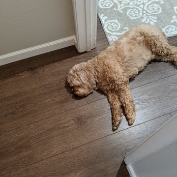 Larson's Flooring Installations - Gus was sad when the crew left, but loves his new floors! - Flooring Near Me
