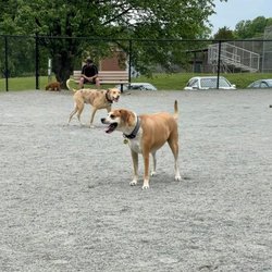 Baron Cameron Dog Park - At Baron Cameron Dog Park
