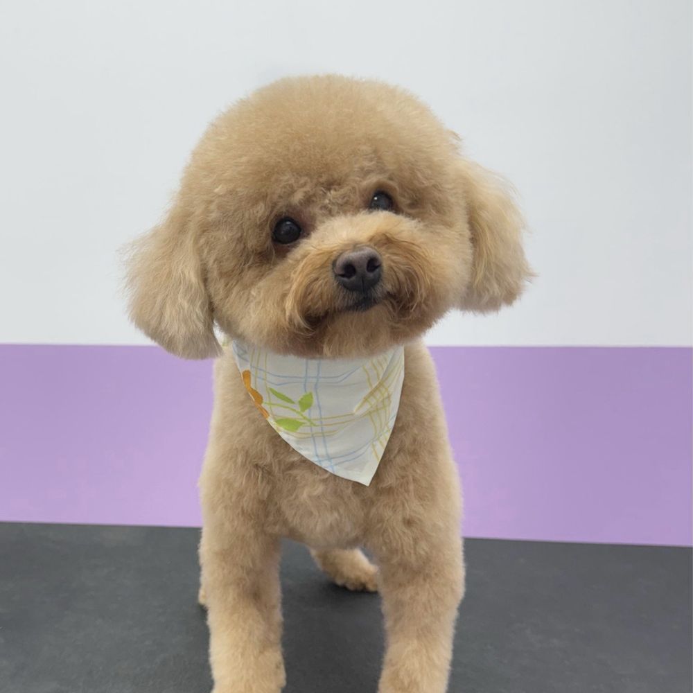 Pawssentials - Pet Groomers Near Me - Milpitas, California