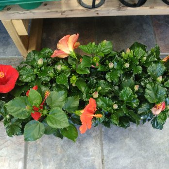 Fresh Choice Store - People come in to buy trays of plants because they're so reasonably priced. - Grocery Near Me - Toronto, Ontario