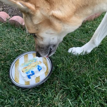 Redondo Dog - Pet Services Near Me - Carson, California Redondo Dog - Pet Services Near Me - Carson, California