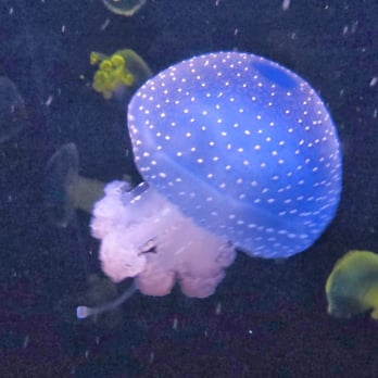 Oceanário de Lisboa - Aquariums Near Me - Lisbon, 11 Oceanário de Lisboa - Aquariums Near Me - Lisbon, 11