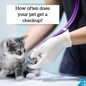 Brookshire Small Animal Clinic: Trusted Care for Your Pets