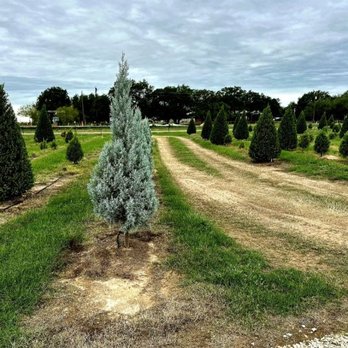Devine Acres Farm - Devine Acres - Pumpkin Patch Trees for Christmas - Amusement Parks Near Me - Devine, Texas Devine Acres Farm - Devine Acres - Pumpkin Patch Trees for Christmas - Amusement Parks Near Me - Devine, Texas