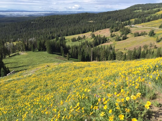 Mt Washburn by null