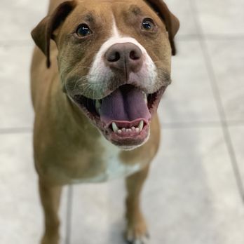 Hounds Town - Photo received from Hounds Town while I was away! - Pet Transportation Near Me - Farmingdale, New York Hounds Town - Photo received from Hounds Town while I was away! - Pet Transportation Near Me - Farmingdale, New York