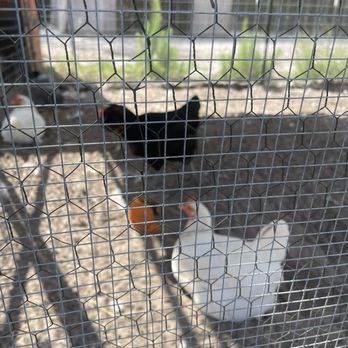 Humphrey Farm - Chickens coop at Humphrey Farms - Festivals Near Me - Hubert, North Carolina Humphrey Farm - Chickens coop at Humphrey Farms - Festivals Near Me - Hubert, North Carolina