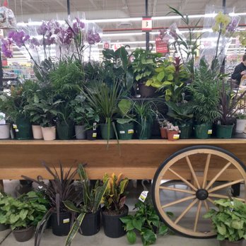 Marc's Stores - Beautiful selection of green plants! - Grocery Near Me - Westlake, Ohio
