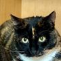Photo of Cat's Cradle Boarding & Grooming
