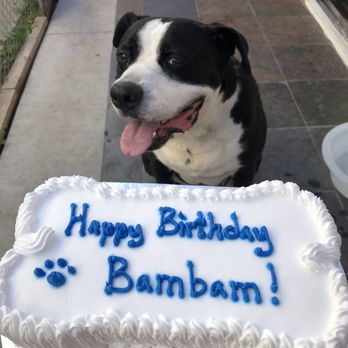 Redondo Dog - Bambam's 6th birthday! - Pet Services Near Me - Carson, California Redondo Dog - Bambam's 6th birthday! - Pet Services Near Me - Carson, California