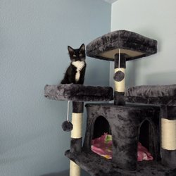 Love and Care Kitten Adoption - Oreo happy up high in her cat tree.
