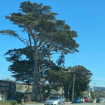 The Monarch Pub & Restaurant - Giant trees in the neighborhood - Pubs Near Me - Pacific Grove, California The Monarch Pub & Restaurant - Giant trees in the neighborhood - Pubs Near Me - Pacific Grove, California
