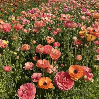 The Flower Fields - Venues & Event Spaces Near Me - Carlsbad, California