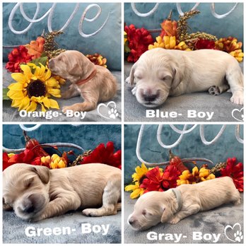 Forever My Doodle - More Goldendoodle Puppies! - Pet Breeders Near Me Forever My Doodle - More Goldendoodle Puppies! - Pet Breeders Near Me