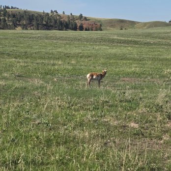 Custer State Park - Parks Near Me - Custer, South Dakota