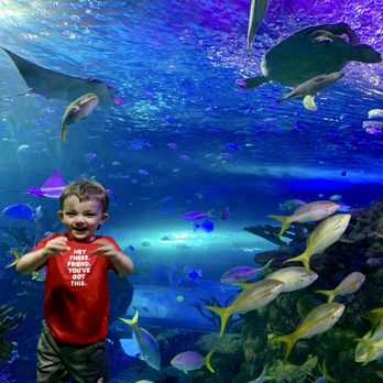 Aquarium At The Boardwalk - Amazing aquarium - Aquariums Near Me - Branson, Missouri