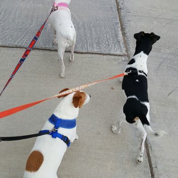 In Home Pet Care - Pet Sitting Near Me - El Paso, Texas In Home Pet Care - Pet Sitting Near Me - El Paso, Texas