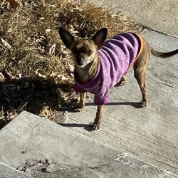 Humane Society of Weld County Gift Greeting Cards Email, Text