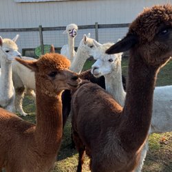Rocky Creek Alpaca Farm - In animal Penn