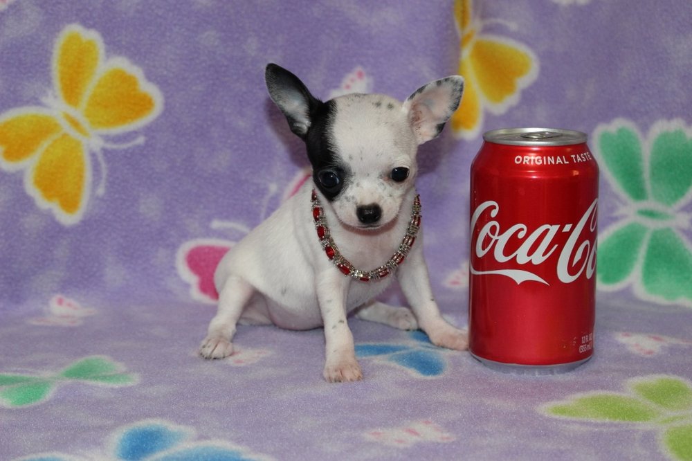 BOONSBORO VETERINARY HOSPITAL Updated October 2024 6734 Old