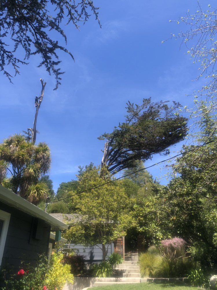 East Bay Tree Service, Inc. Reviews 2024 Trustindex.io