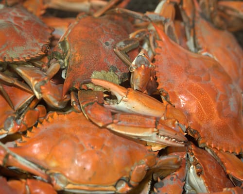 Fenwick Crab House by null