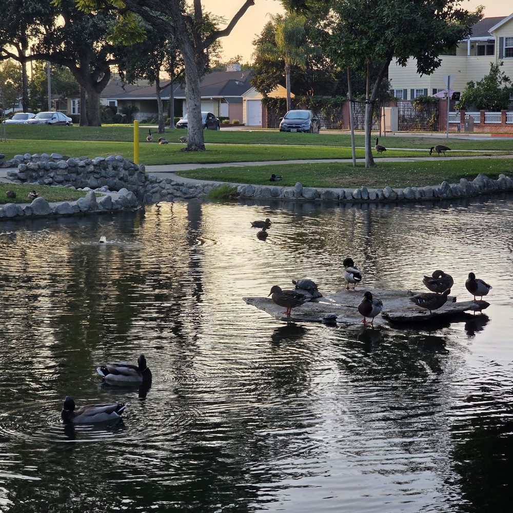 Pearson Park & Pool - Duck pond - Swimming Pools Near Me - Anaheim, California Pearson Park & Pool - Duck pond - Swimming Pools Near Me - Anaheim, California