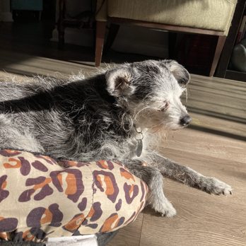 Eno Animal Hospital - Enjoying the sunshine on his last morning - Veterinarians Near Me - Durham, North Carolina