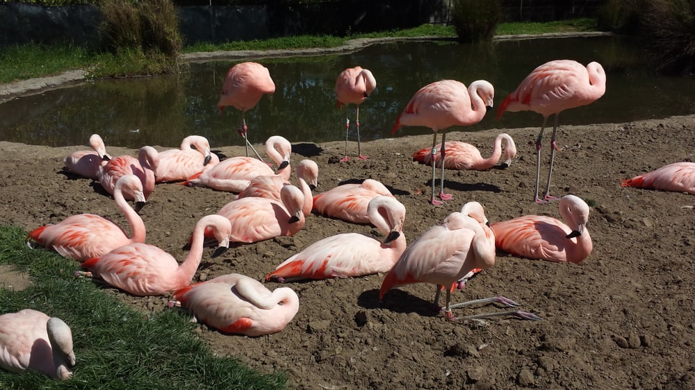 San Francisco Zoo