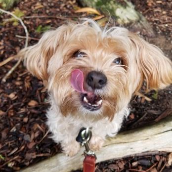Summit Kennels - Lip-licking good treats are definitely something to smile about! - Pet Boarding Near Me - Tacoma, Washington Summit Kennels - Lip-licking good treats are definitely something to smile about! - Pet Boarding Near Me - Tacoma, Washington