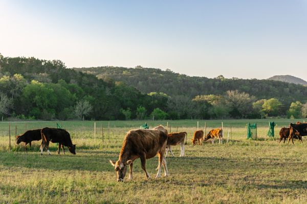 Sovereignty Ranch by null