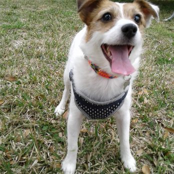 Austin Pet Sitting Services - Pet Sitting Near Me